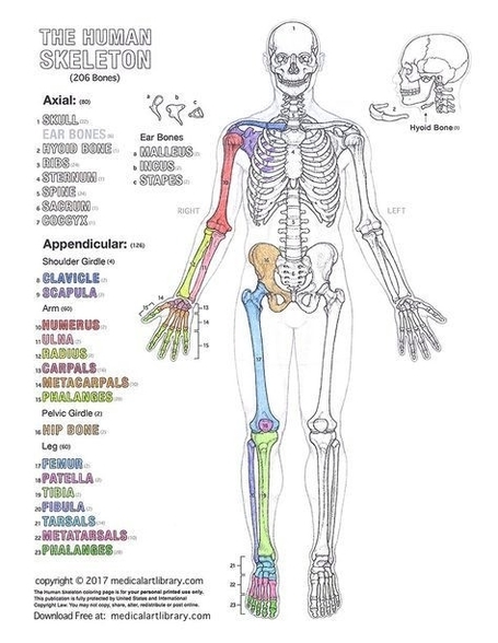 Labeled Anatomy Human Body