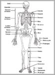 Labeled Diagram Of A Human Skeleton Image