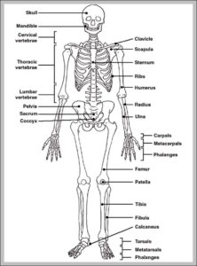 Labeled Diagram Of A Human Skeleton Image | Anatomy System - Human Body ...