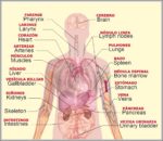 Labeled Diagram Of The Lymphatic System Image