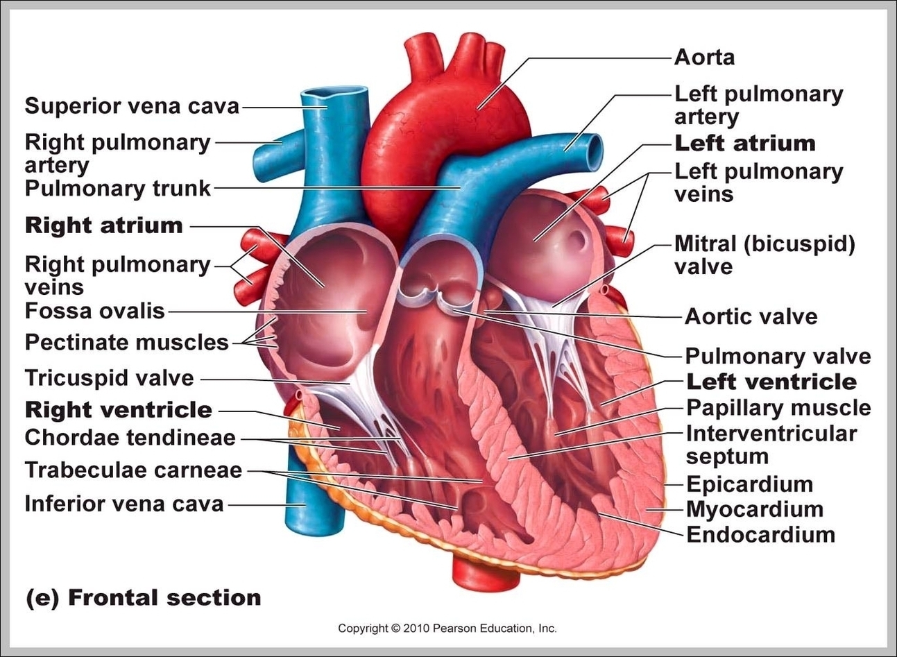 Labeled Human Heart Image