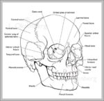 Labeled Human Skull Image