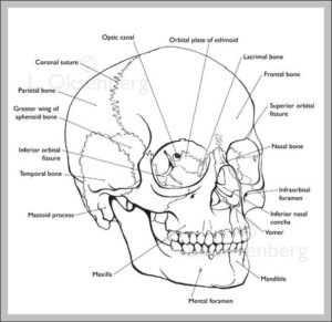 Labeled Human Skull Image Anatomy System Human Body Anatomy Diagram And Chart Images