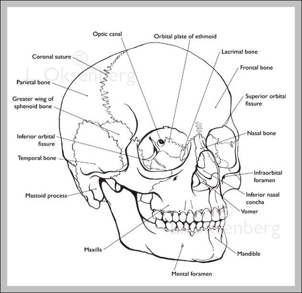 Labeled Human Skull Image