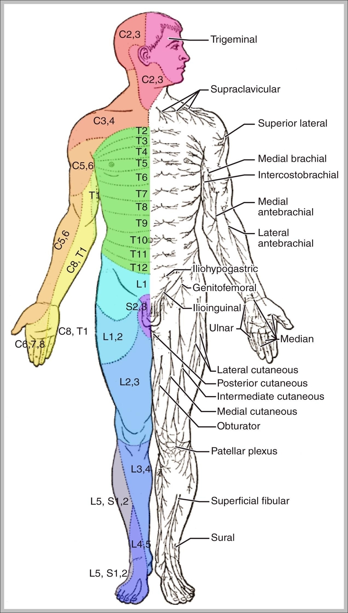 Labeled Muscle Diagram Image