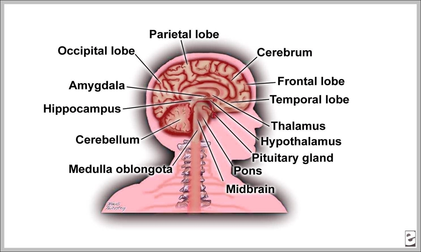 Labeled Picture Of The Brain Image
