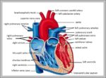 Labeled Picture Of The Heart Image