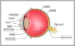 Labelled Diagram Of The Eye Image 1