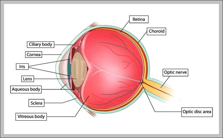 Labelled Diagram Of The Eye Image 1