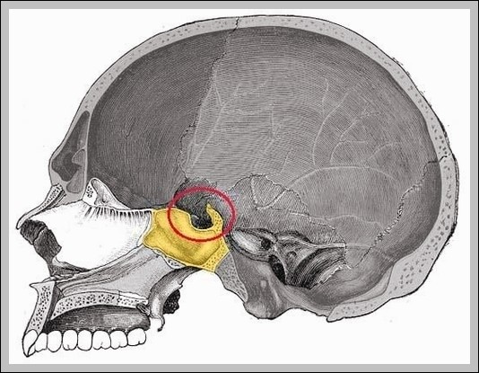Lateral View of the Sella Turcica Diagram