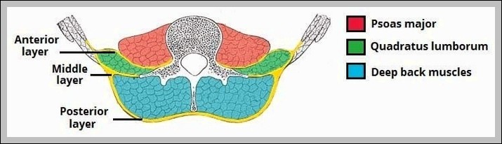 Layers of the Thoracolumbar Fascia Diagram
