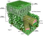 Leaf Structure In Trees