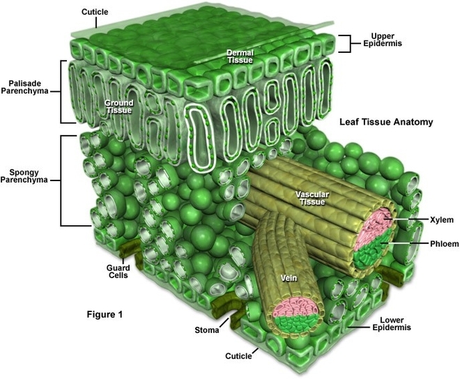 Leaf Structure In Trees