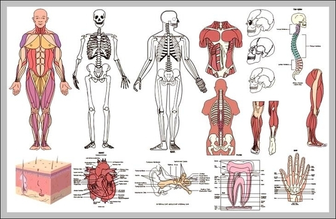 Learn Anatomy And Physiology Image