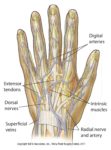 Left Hand Anatomyhand Anatomy Chart