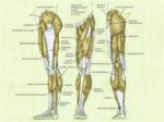 Leg Muscle Diagram