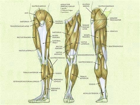 Leg Muscle Diagram