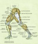 Leg Muscles Anatomy Described In Detail