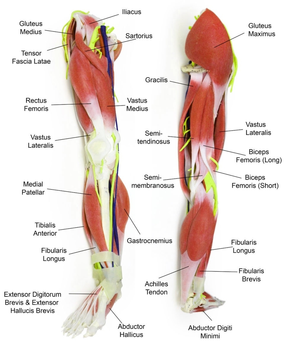 Leg Muscles Anatomy Illustration