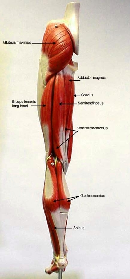 Leg Muscles Anatomy Study