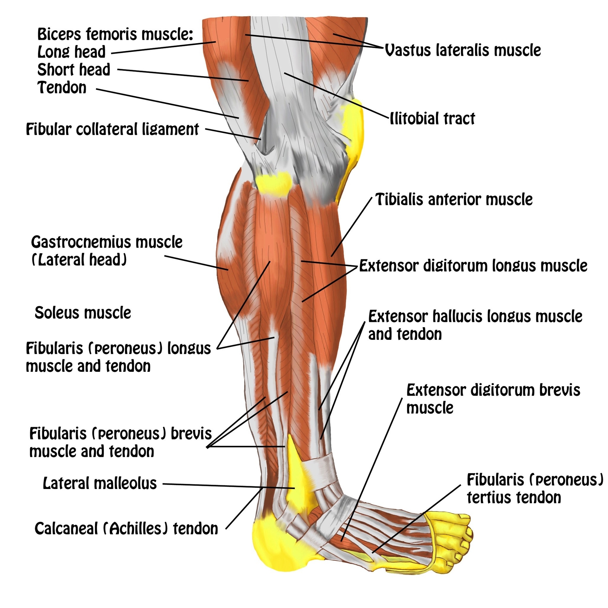 Leg Muscles And Ligaments