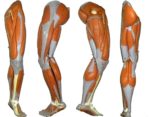 Leg Muscles Diagram Quads