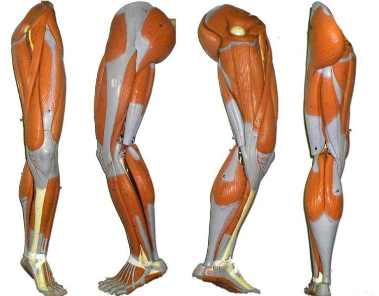 Leg Muscles Diagram Quads Anatomy System Human Body Anatomy Diagram