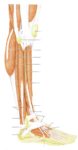 Leg Musclesleg Muscles Gym Illustration