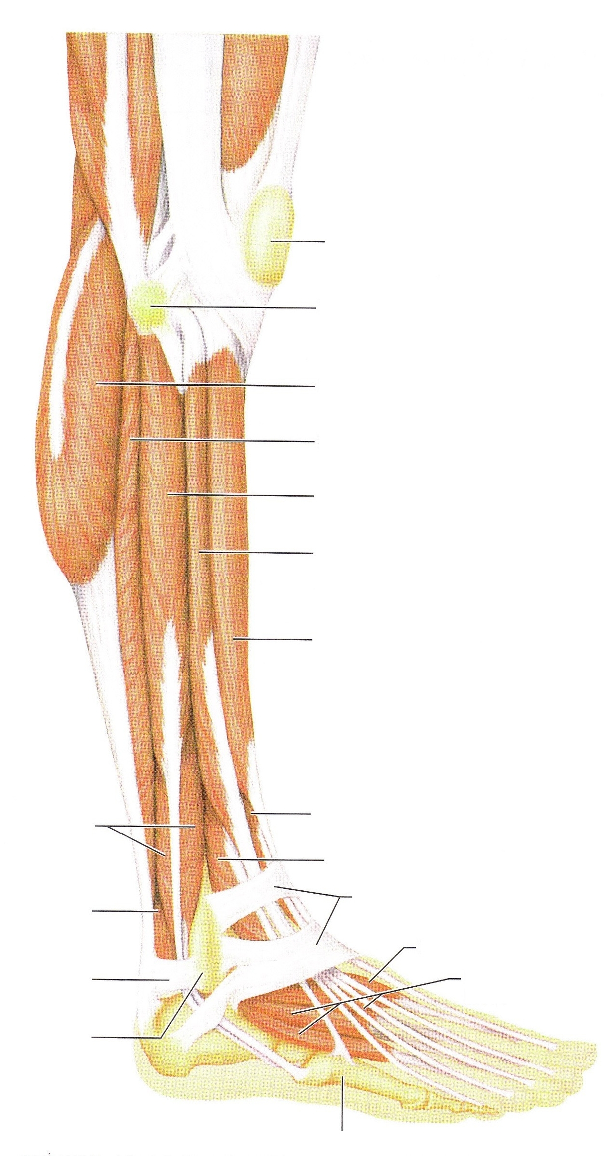 Leg Musclesleg Muscles Gym Illustration