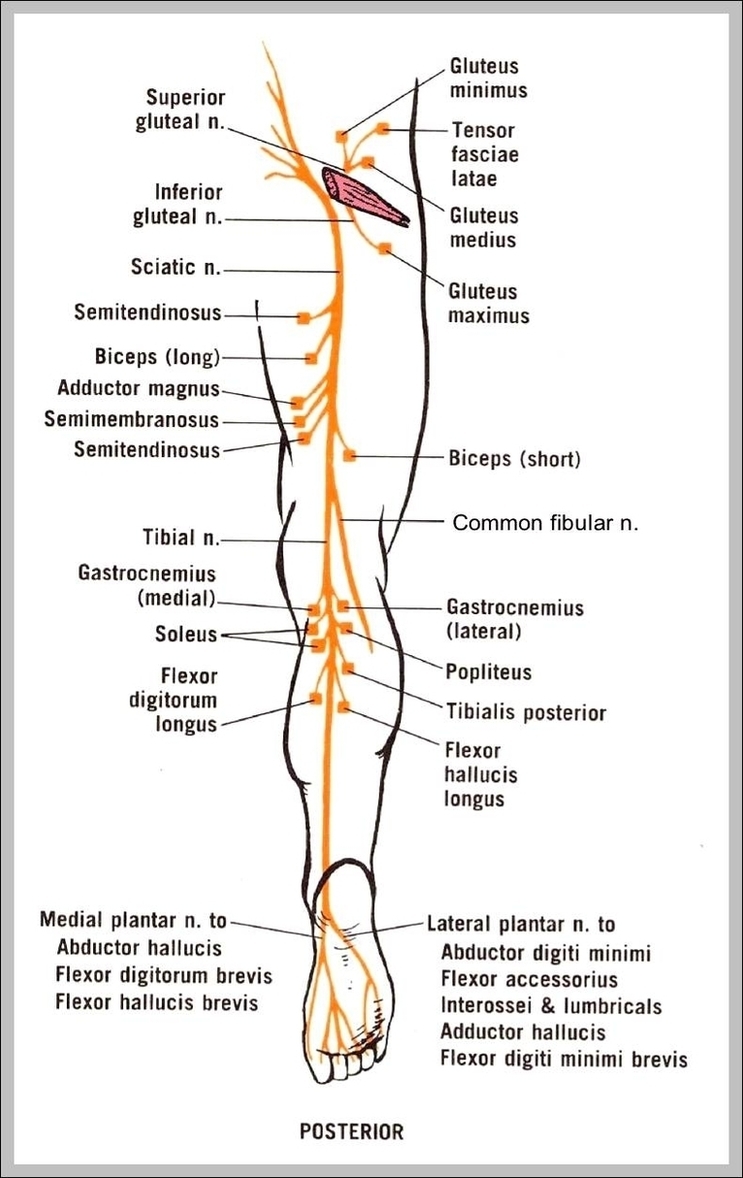 Leg Nerve Image