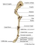 Legs bone diagram