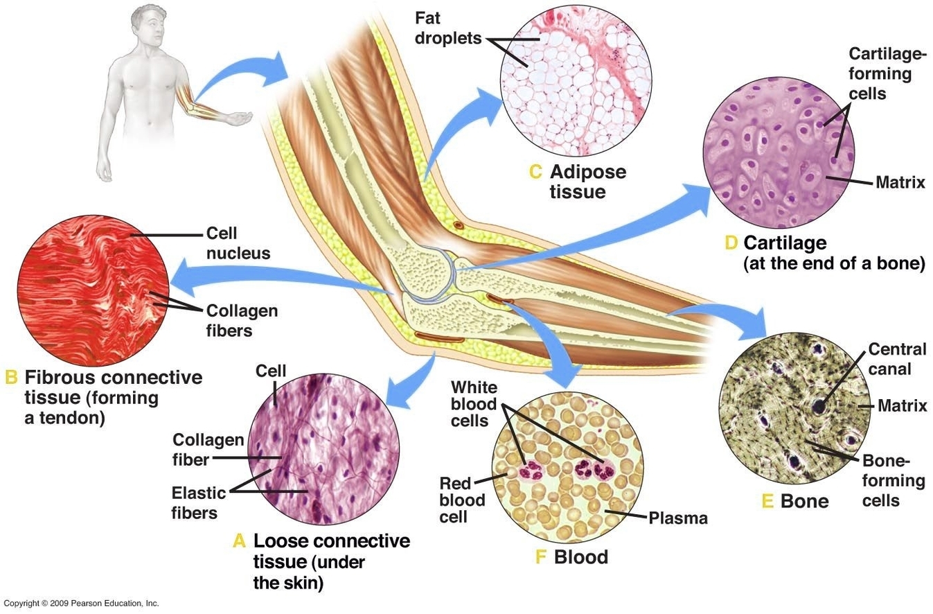 Levels Of Organization In Human Body Illustration