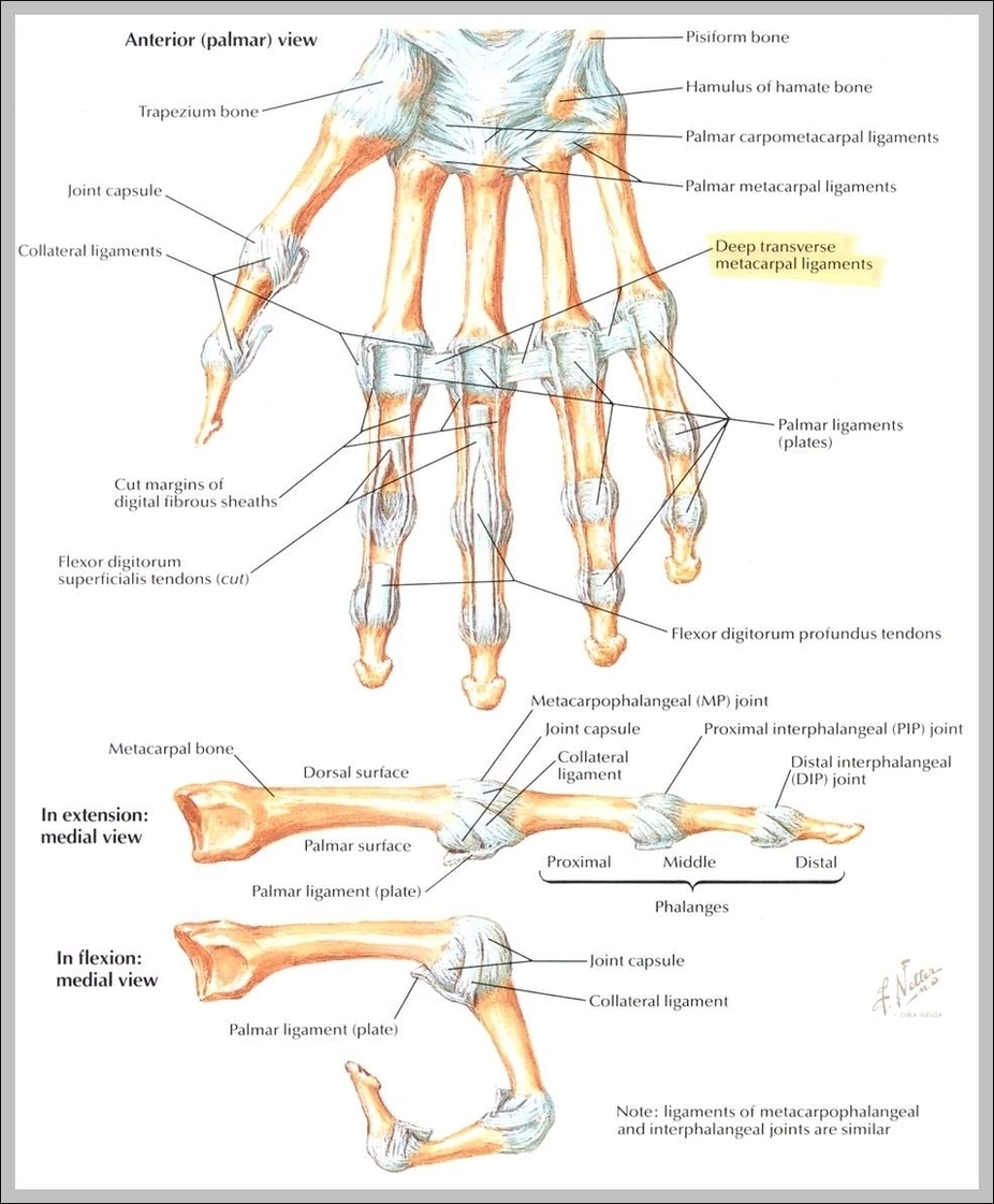 Ligaments In The Hand Image