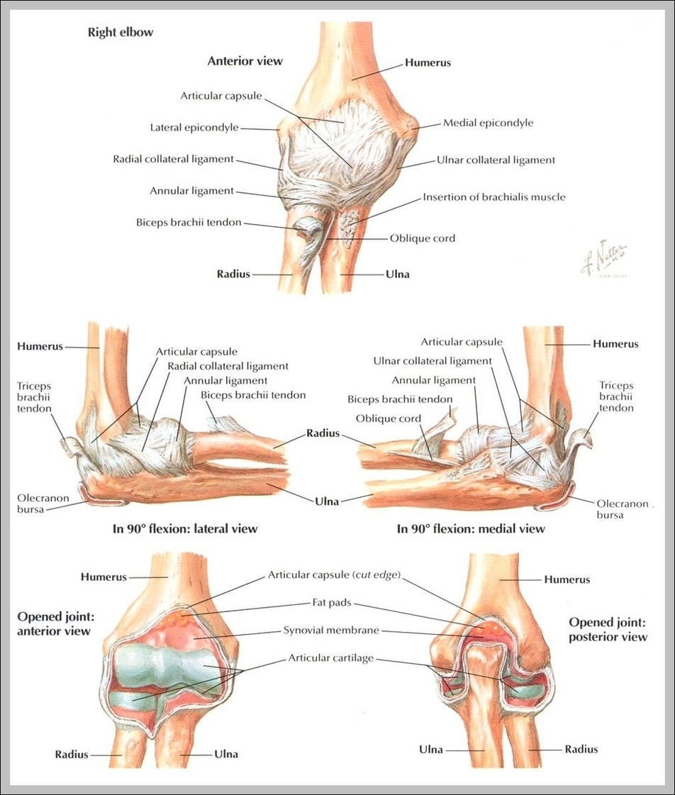 Ligaments Of Elbow Image
