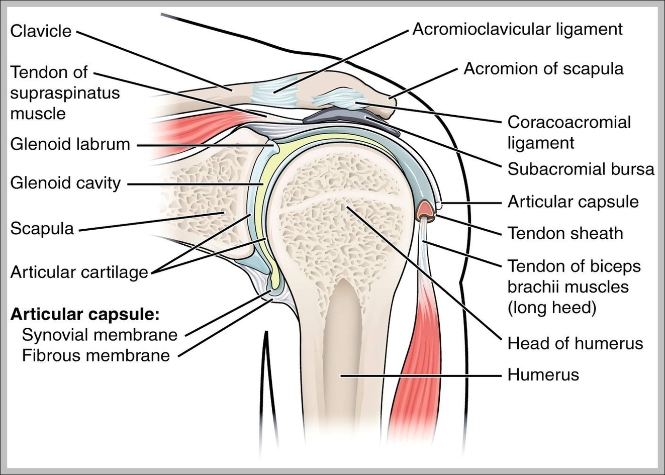 Ligaments Of The Shoulder Joint Image