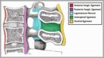 Ligaments of the Cervical Spine Diagram