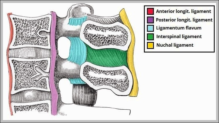 Ligaments of the Cervical Spine Diagram