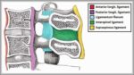 Ligaments of the Lumbar Spine Diagram