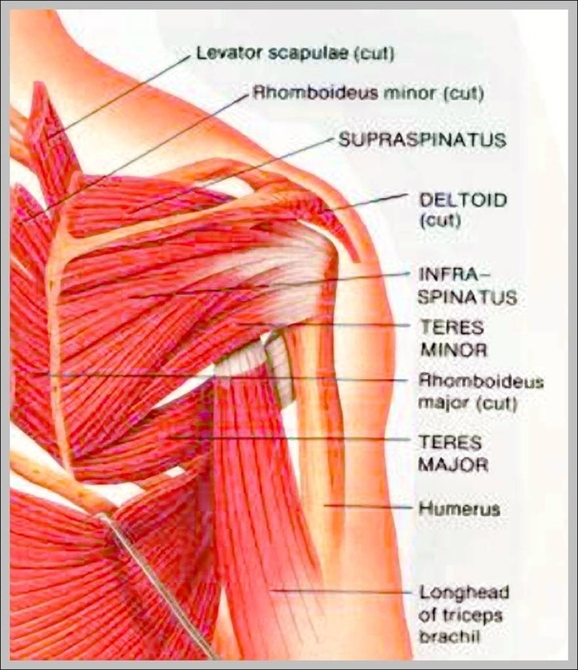 List Of Shoulder Muscles Image