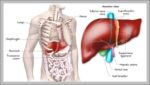 Liver Location On Human Body Image