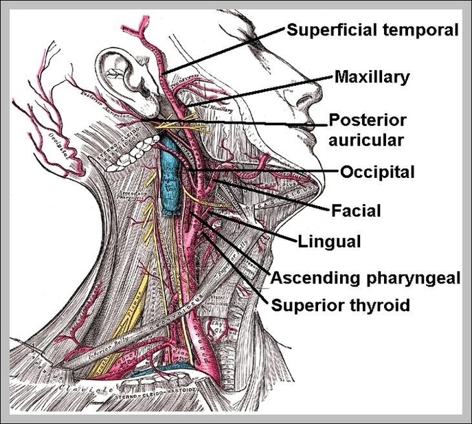 Location Of Carotid Artery Image