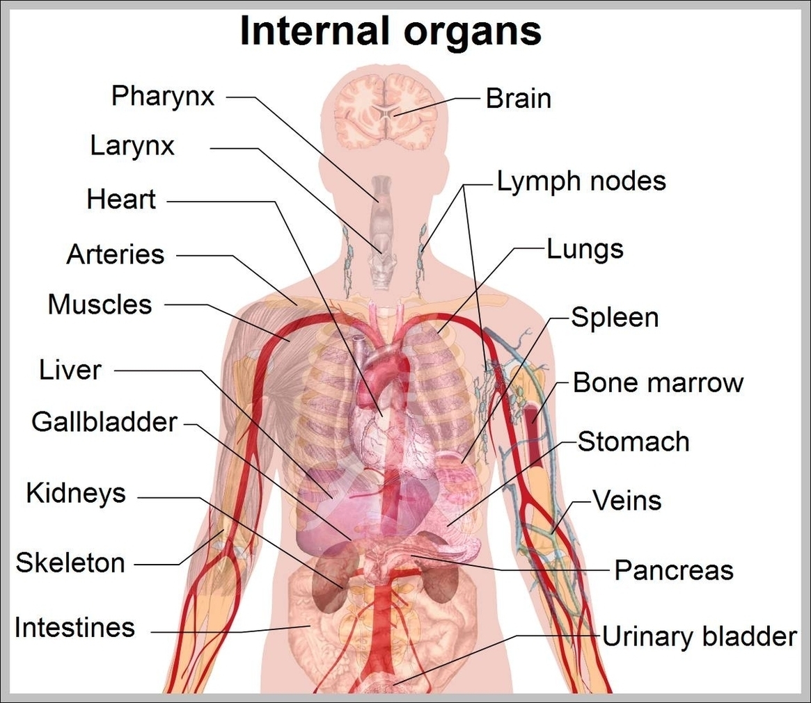 Location Of Organs Image