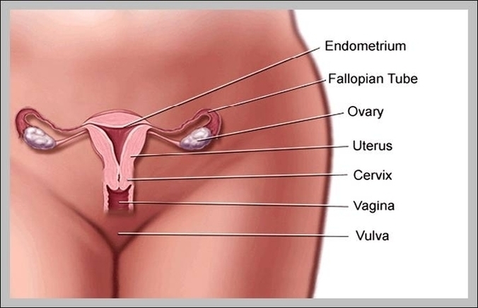 Location Of Ovaries In Human Body Image