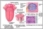 Location Of Taste Buds Image