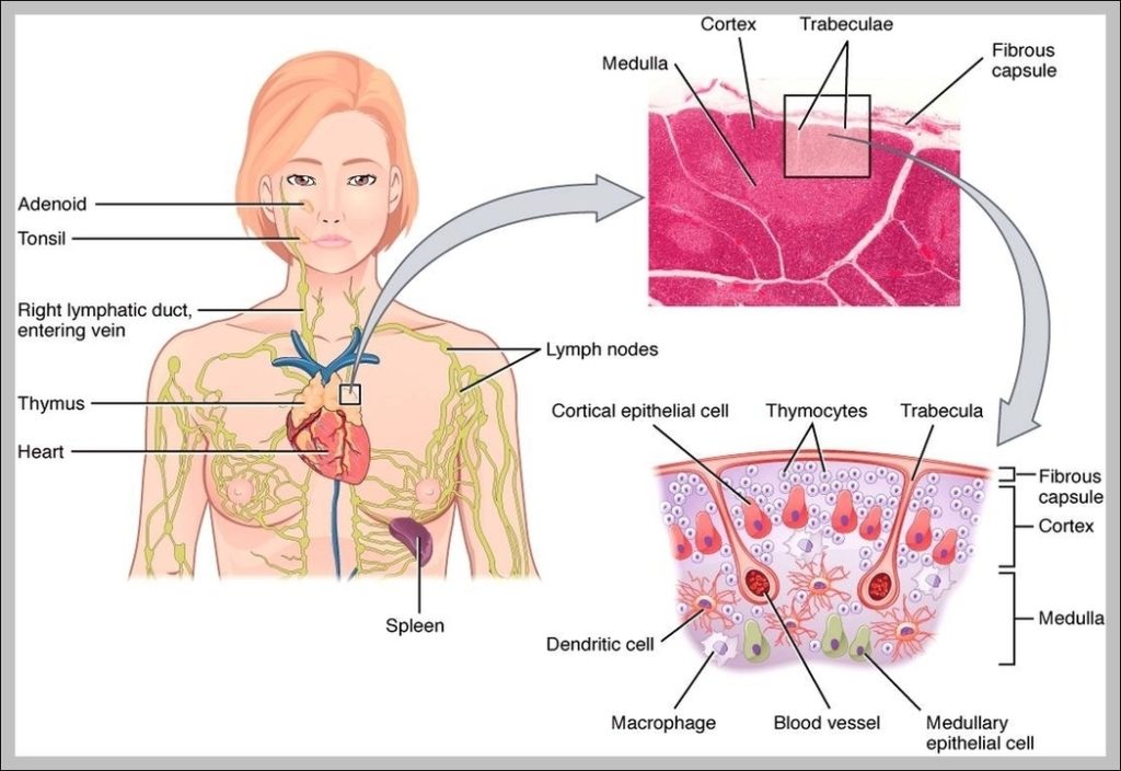 Location Of The Thymus Gland Image