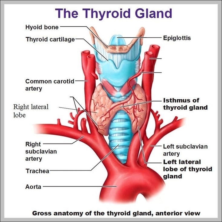 Location Of Thyroid And Parathyroid Glands Image