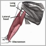 Long and Lateral Heads of the Triceps Brachii Diagram