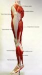Lower Back Muscles