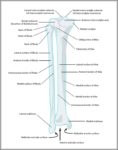 Lower Leg Bones Image