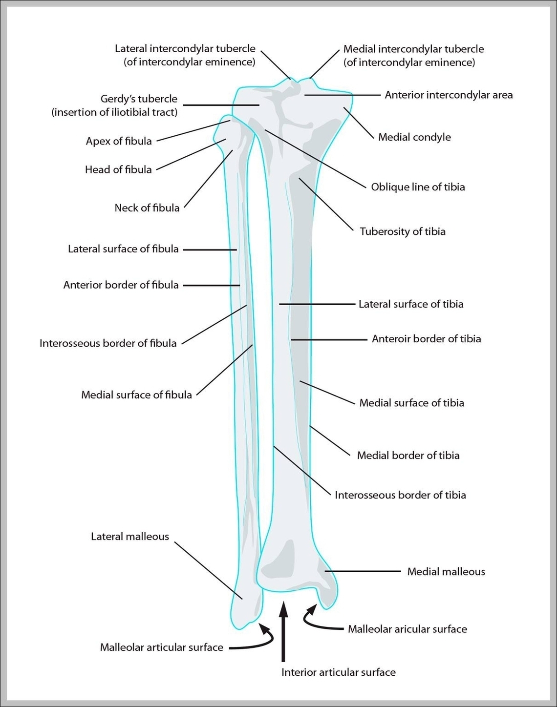 Lower Leg Bones Image